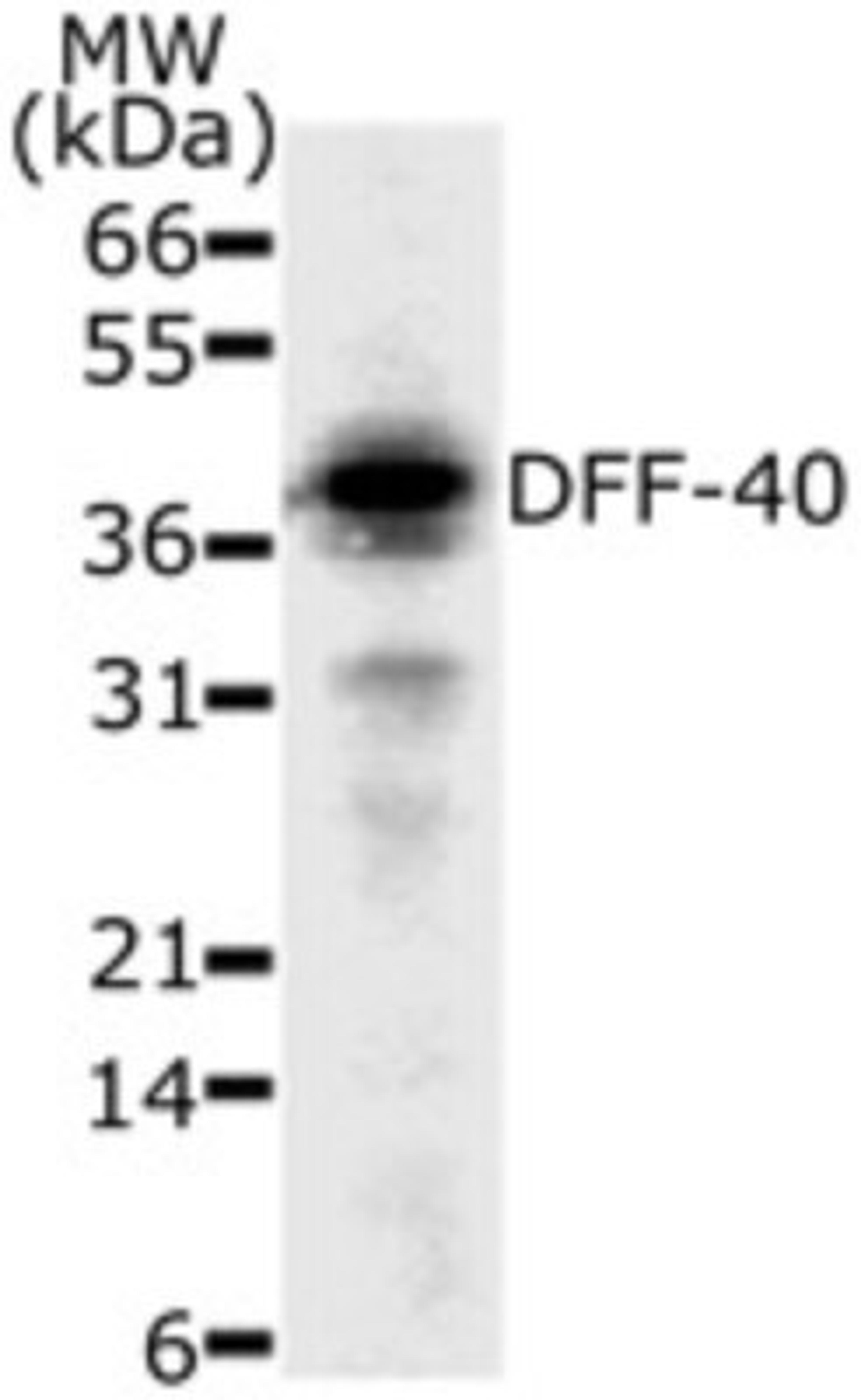 Western Blot: DFF40 Antibody (36A349) [NB120-13592] - analysis of 30 ug of HeLa cell lysate with this antibody.