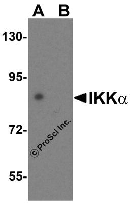 Western blot analysis of IKK alpha in HeLa cell lysate with IKK alpha antibody at 1μg/mL in (A) the absence or (B) the presence of blocking peptide.