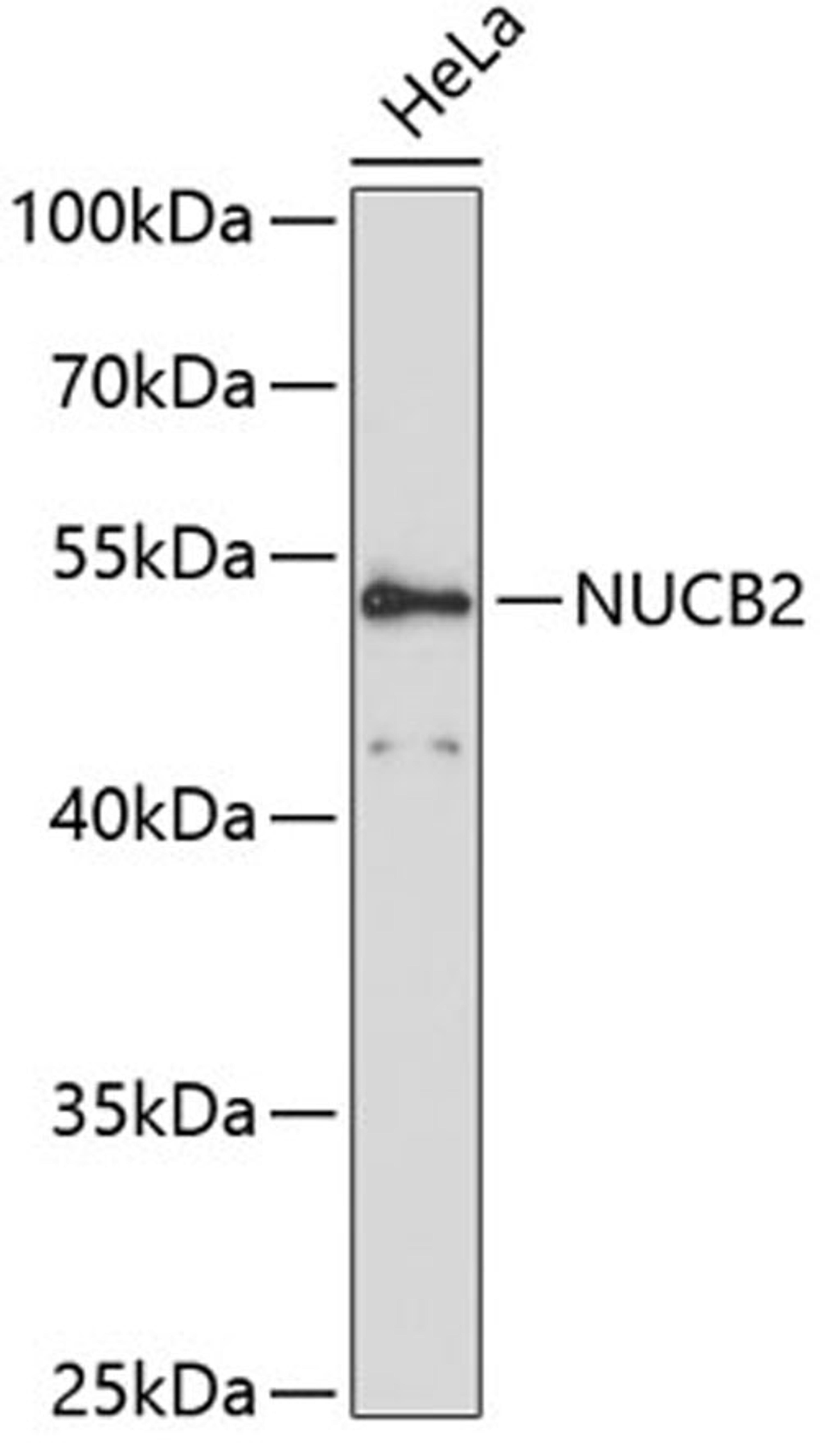 Western blot - NUCB2 antibody (A12642)