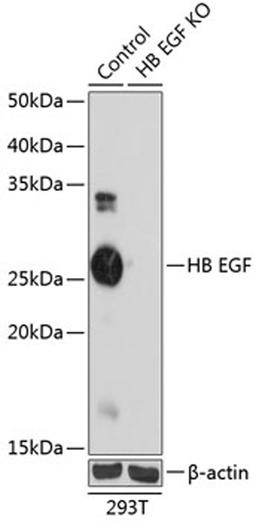 Western blot - HB EGF Rabbit mAb (A11657)