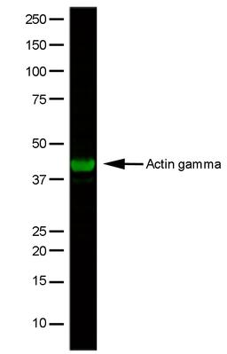 HeLa whole cell lysate stained with Mouse anti Human Actin Gamma