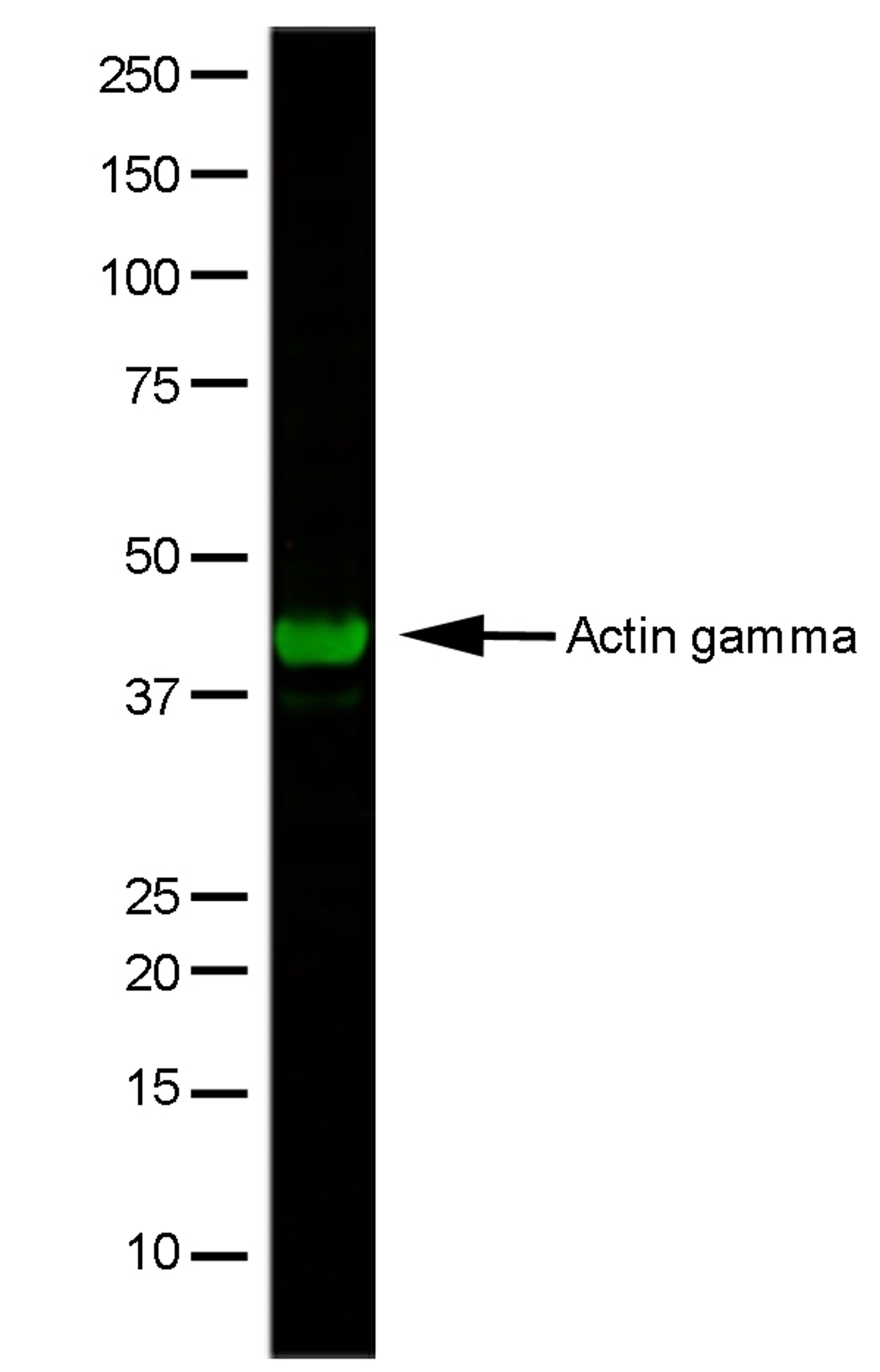 HeLa whole cell lysate stained with Mouse anti Human Actin Gamma