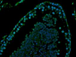 Immunofluorescence image of rat testis tissue using Stathmin antibody (FITC) (5 ug/ml)