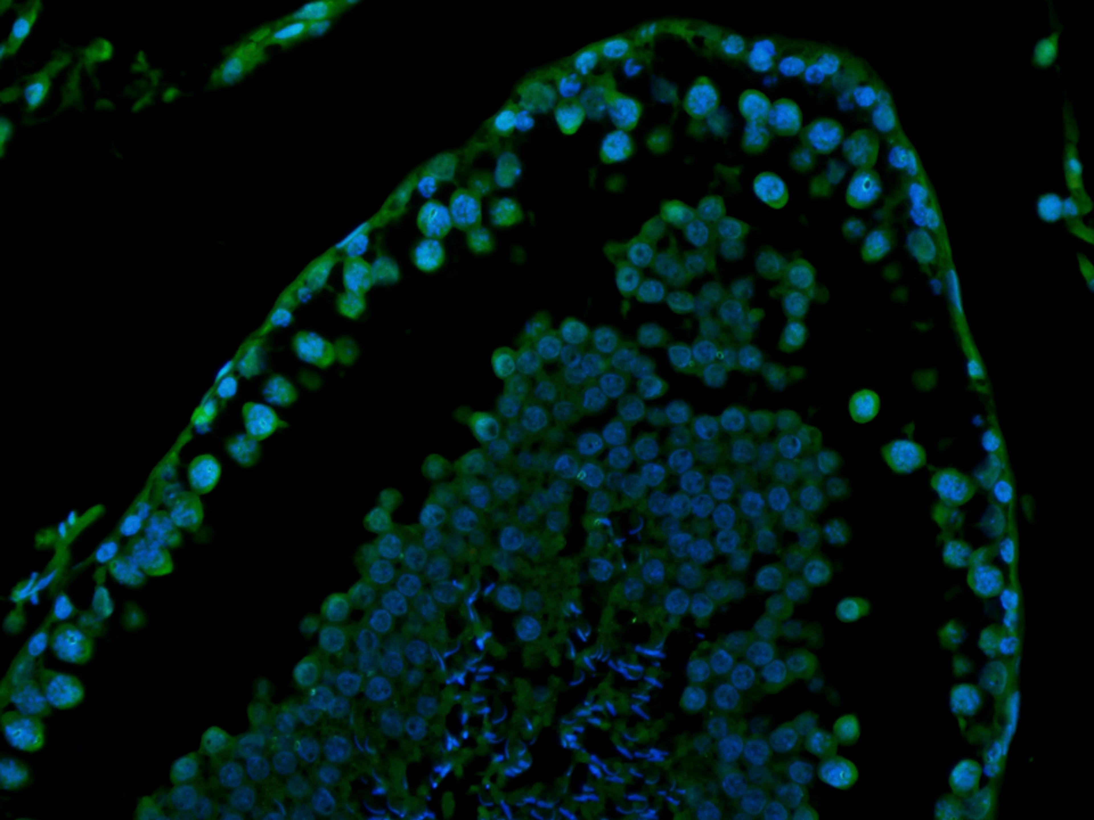 Immunofluorescence image of rat testis tissue using Stathmin antibody (FITC) (5 ug/ml)