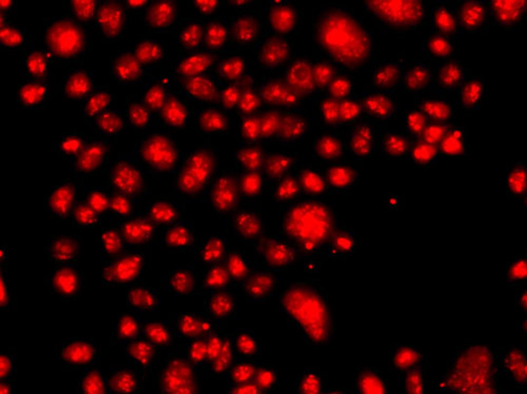 Immunofluorescence - FANCM antibody (A7602)