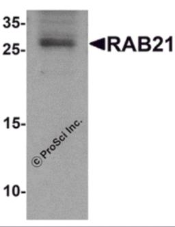 Western blot analysis of RAB21 in mouse kidney tissue lysate with RAB21 antibody at 1 &#956;g/mL.