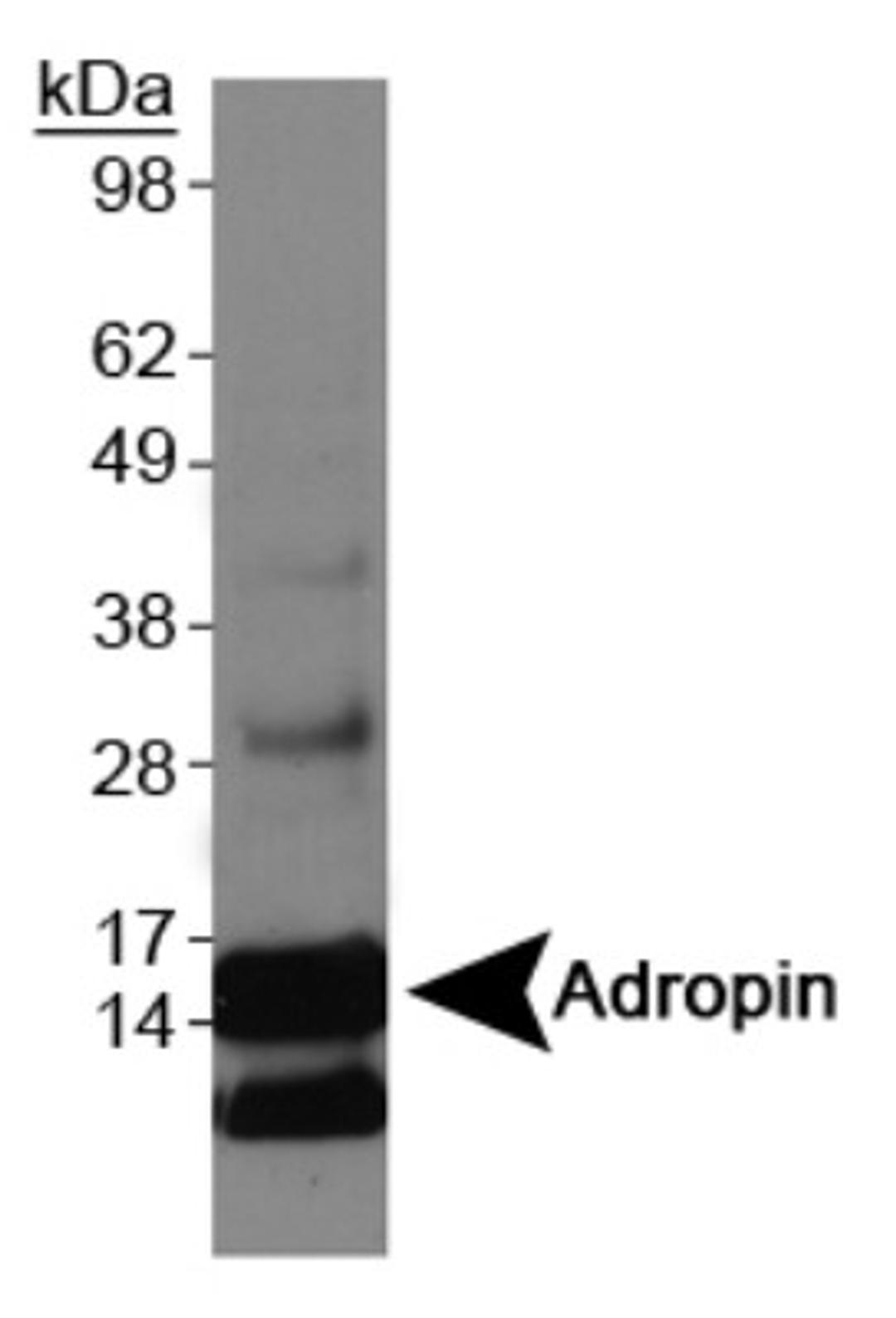 Western Blot: Adropin Antibody [NBP1-26387] - Western blot on Adropin overexpression lysate.