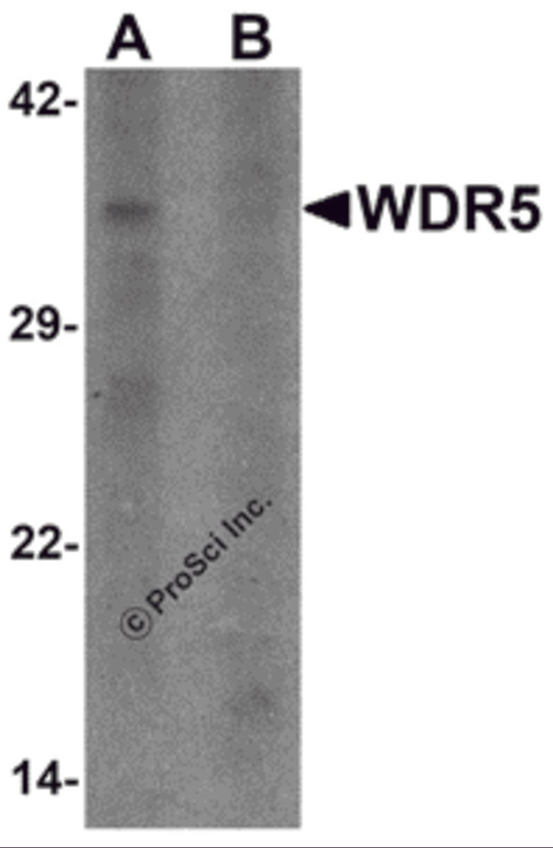 Western blot analysis of WDR5 in 293 cell lysate with WDR5 antibody at 1 μg/ml in (A) the absence and (B) the presence of blocking peptide.