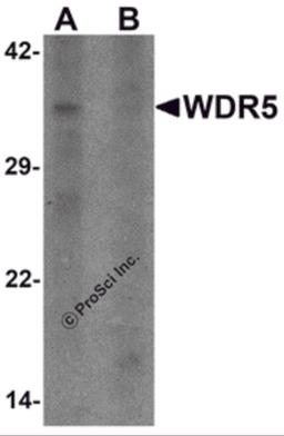 Western blot analysis of WDR5 in 293 cell lysate with WDR5 antibody at 1 μg/ml in (A) the absence and (B) the presence of blocking peptide.