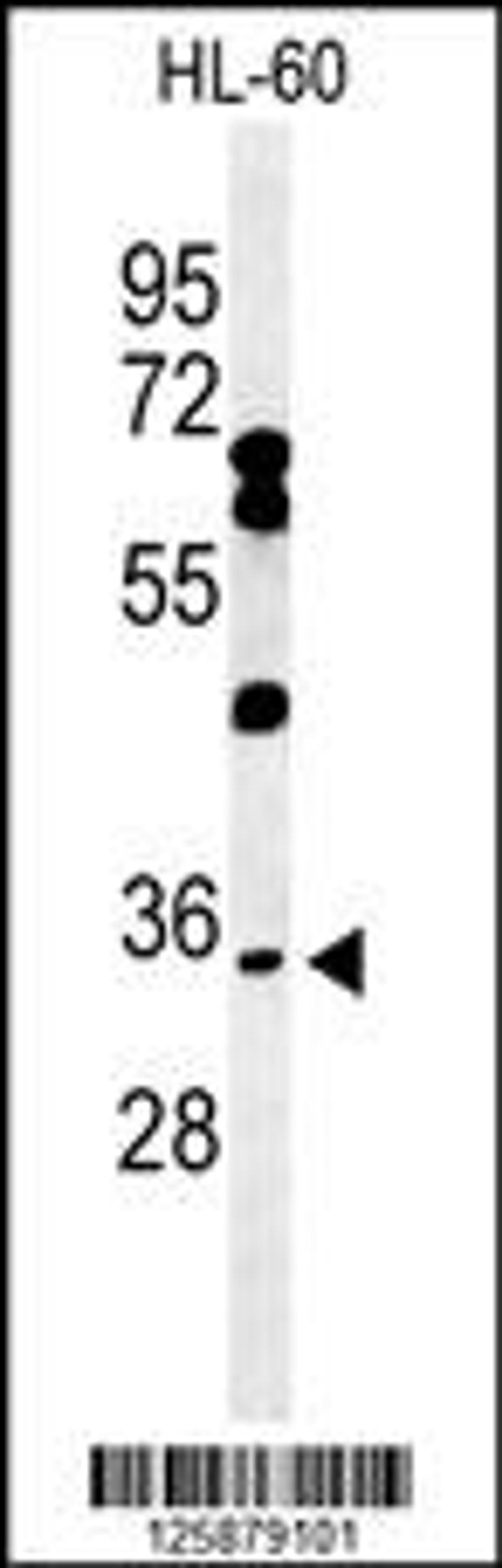 Western blot analysis of BHLHB5 Antibody in HL-60 cell line lysates (35ug/lane)