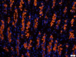 IF analysis of rat stomach tissue using anti- MIF antibody (2.5 ug/ml)