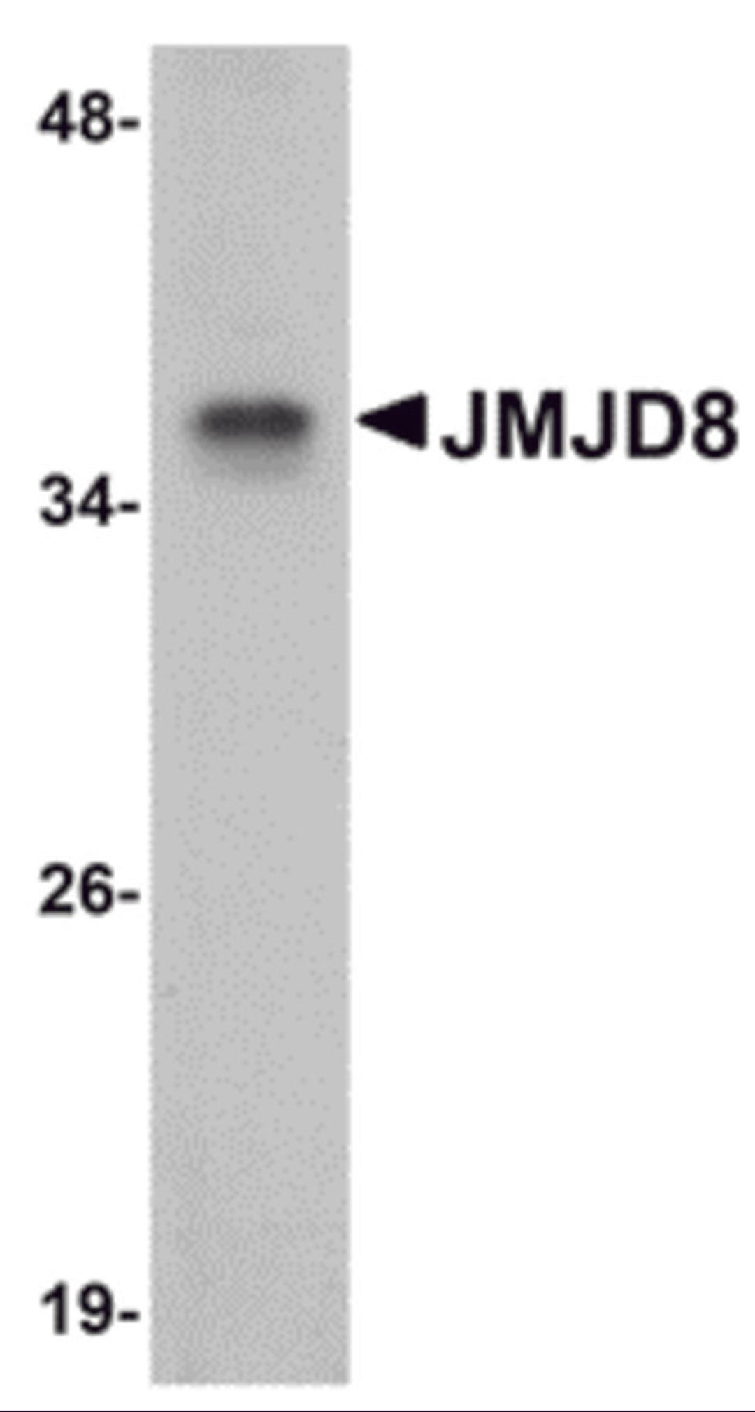 Western blot analysis of JMJD8 in rat kidney tissue lysate with JMJD8 antibody at 1 μg/mL.