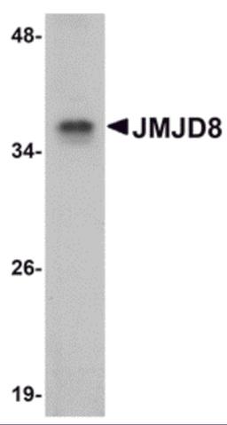 Western blot analysis of JMJD8 in rat kidney tissue lysate with JMJD8 antibody at 1 μg/mL.