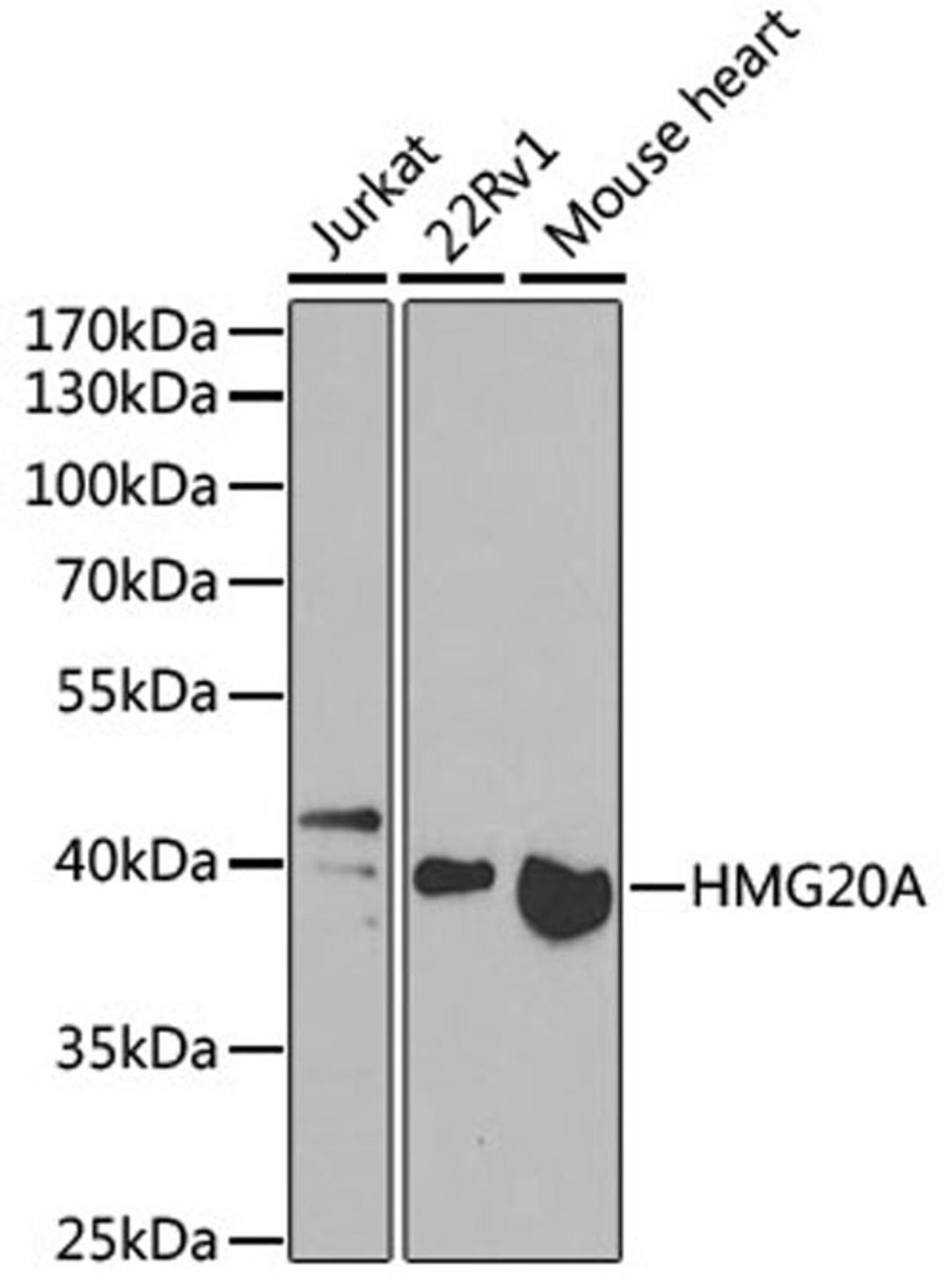 Western blot - HMG20A antibody (A7286)