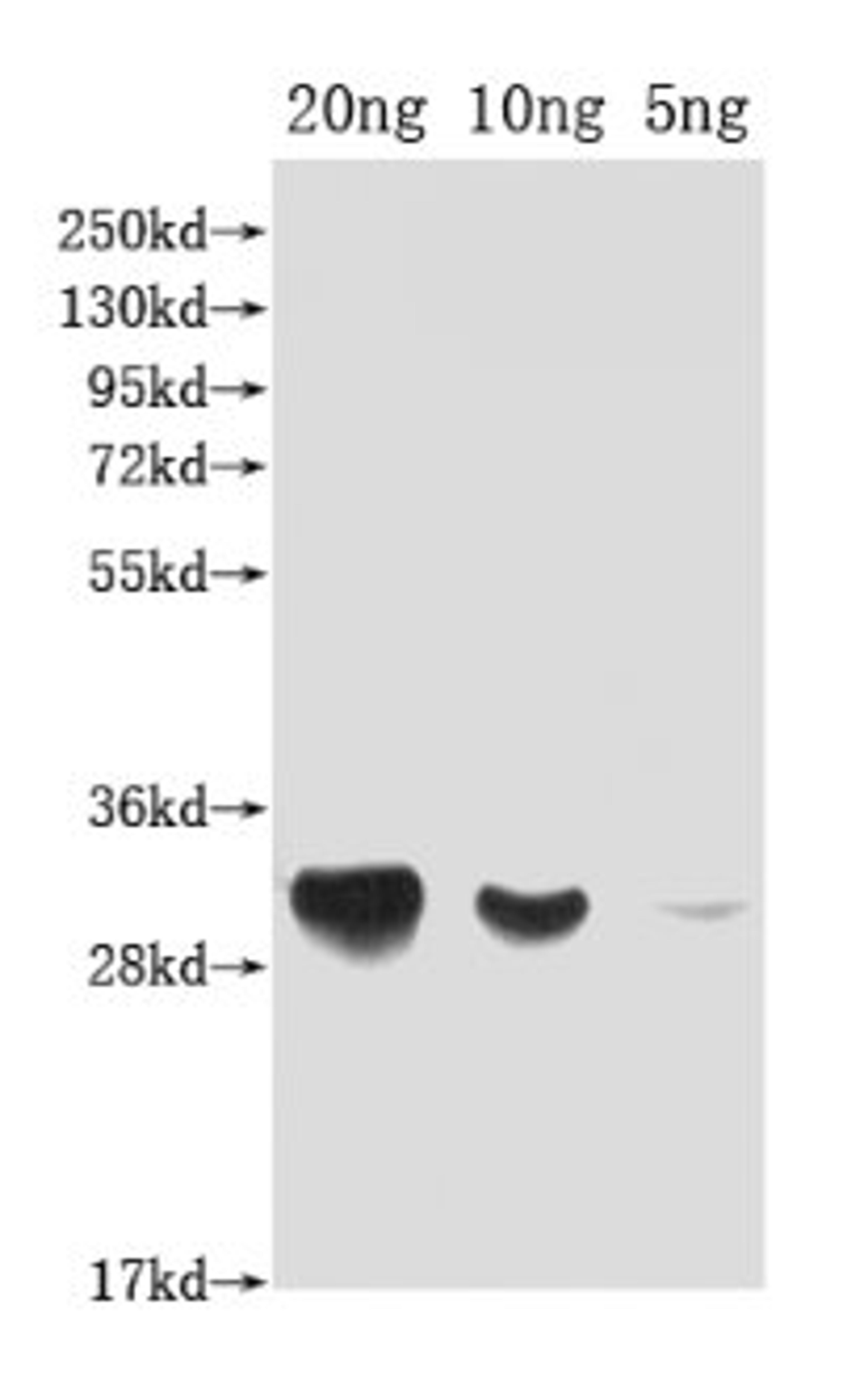 Western Blot. Positive WB detected in Recombinant protein. All lanes: DFRA antibody at 1:2000. Secondary. Goat polyclonal to rabbit IgG at 1/50000 dilution. Predicted band size: 33 kDa. Observed band size: 33 kDa. 
