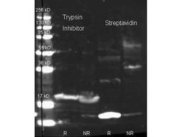 Flow Cytometry: Streptavidin Antibody [NB100-1675] - Analysis using the Texas Red conjugate of NB100-1675. Biotin conjugated Rabbit anti-trypsin inhibitor antibody and Rabbit anti streptavidin were used to detect target proteins Trypsin Inhibitor (left) and Streptavidin (right) under reducing (R) and non-reducing condition.