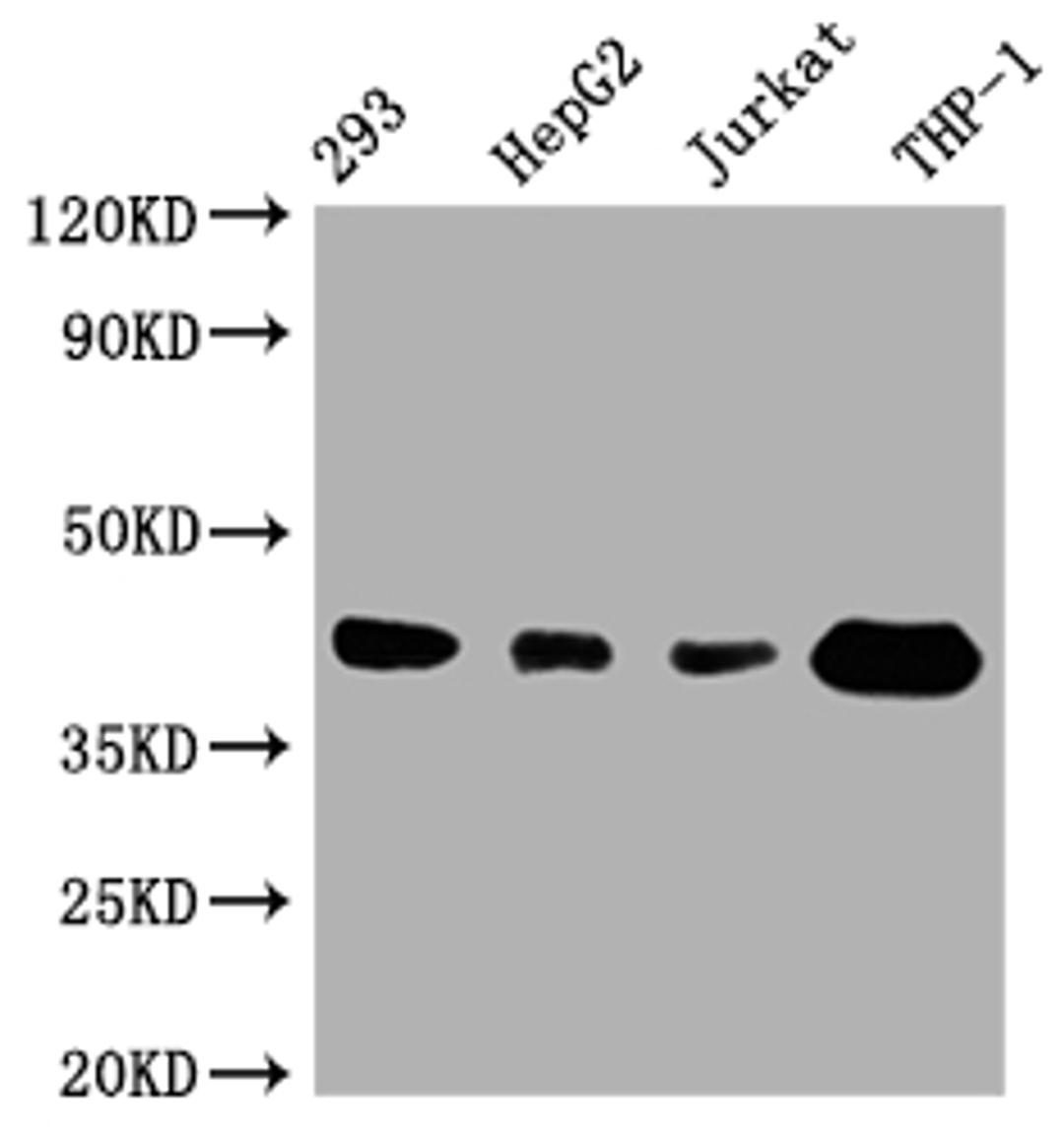 Western Blot. Positive WB detected in: 293 whole cell lysate, HepG2 whole cell lysate, Jurkat whole cell lysate, THP-1 whole cell lysate. All lanes: TMEM173 antibody at 1:1000. Secondary. Goat polyclonal to rabbit IgG at 1/50000 dilution. Predicted band size: 43 kDa. Observed band size: 43 kDa. 