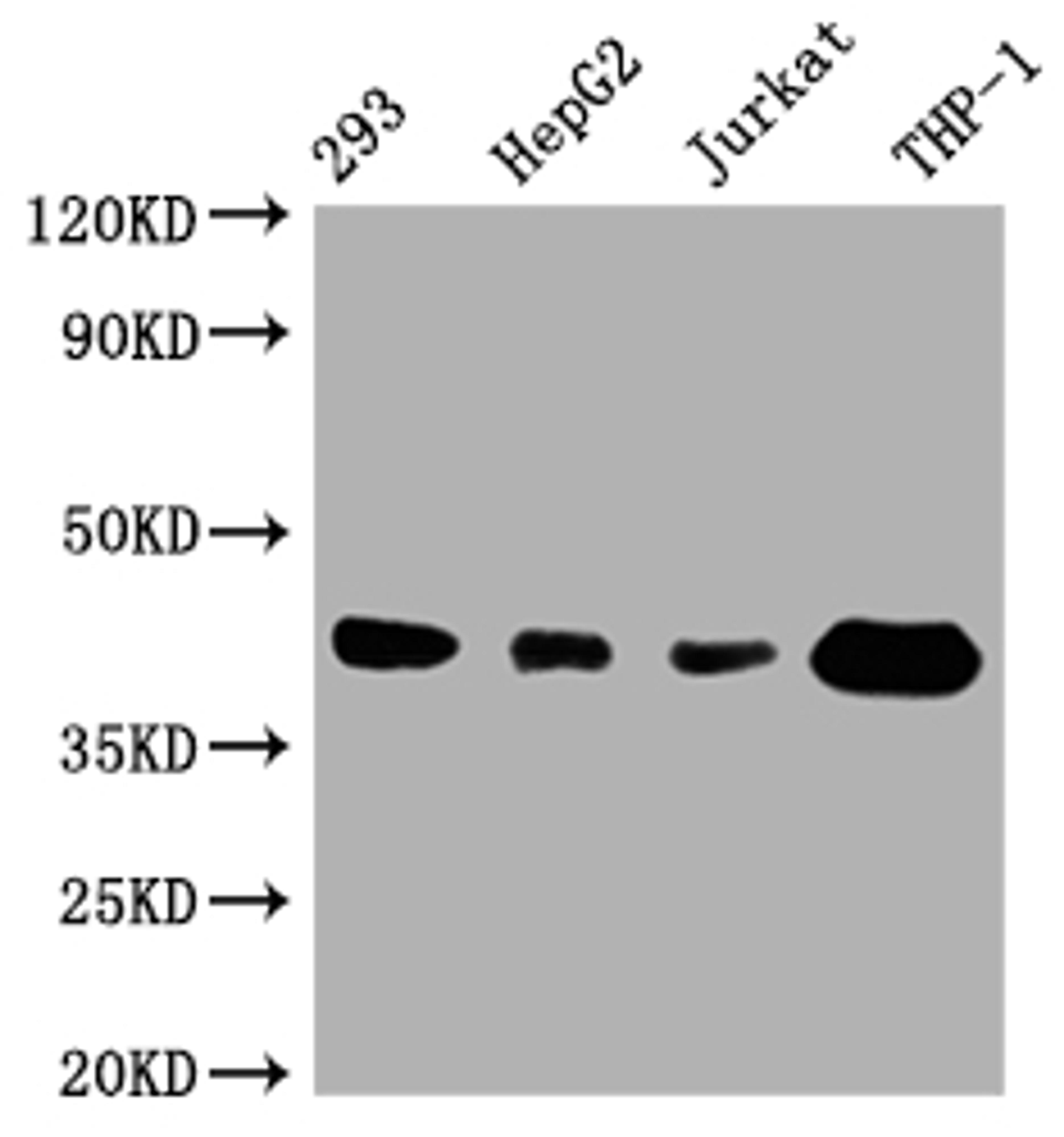 Western Blot. Positive WB detected in: 293 whole cell lysate, HepG2 whole cell lysate, Jurkat whole cell lysate, THP-1 whole cell lysate. All lanes: TMEM173 antibody at 1:1000. Secondary. Goat polyclonal to rabbit IgG at 1/50000 dilution. Predicted band size: 43 kDa. Observed band size: 43 kDa. 