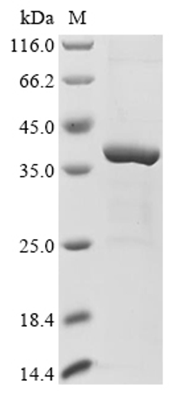 (Tris-Glycine gel) Discontinuous SDS-PAGE (reduced) with 5% enrichment gel and 15% separation gel.