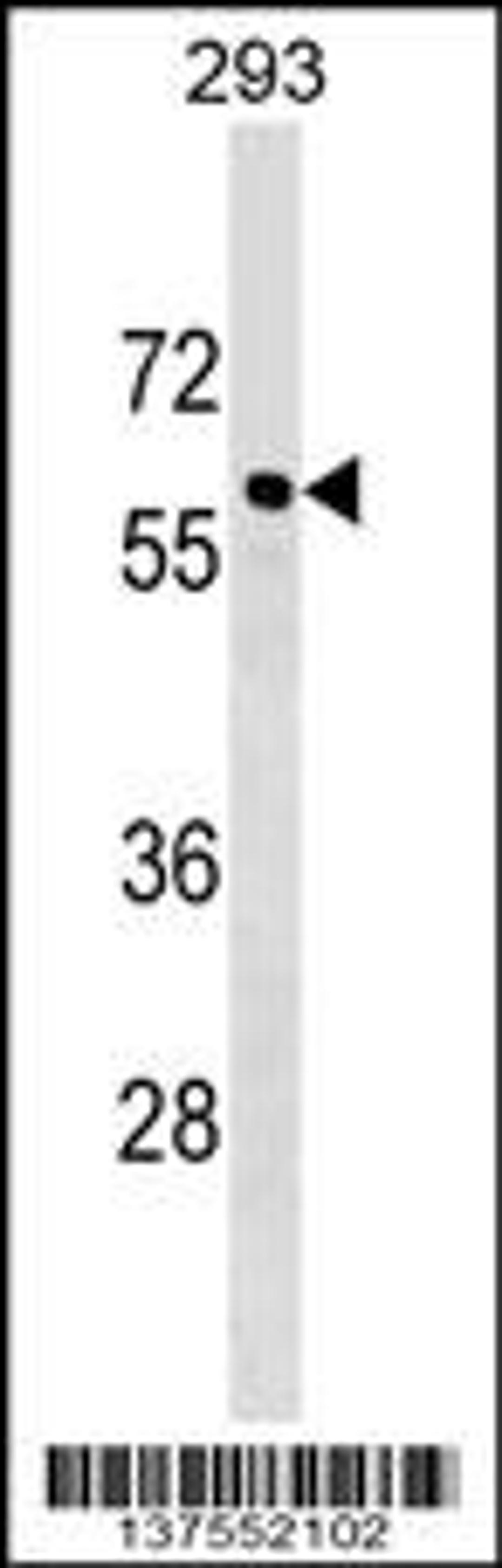 Western blot analysis in 293 cell line lysates (35ug/lane).