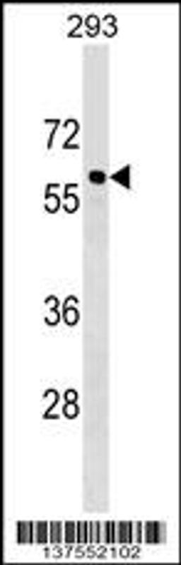 Western blot analysis in 293 cell line lysates (35ug/lane).