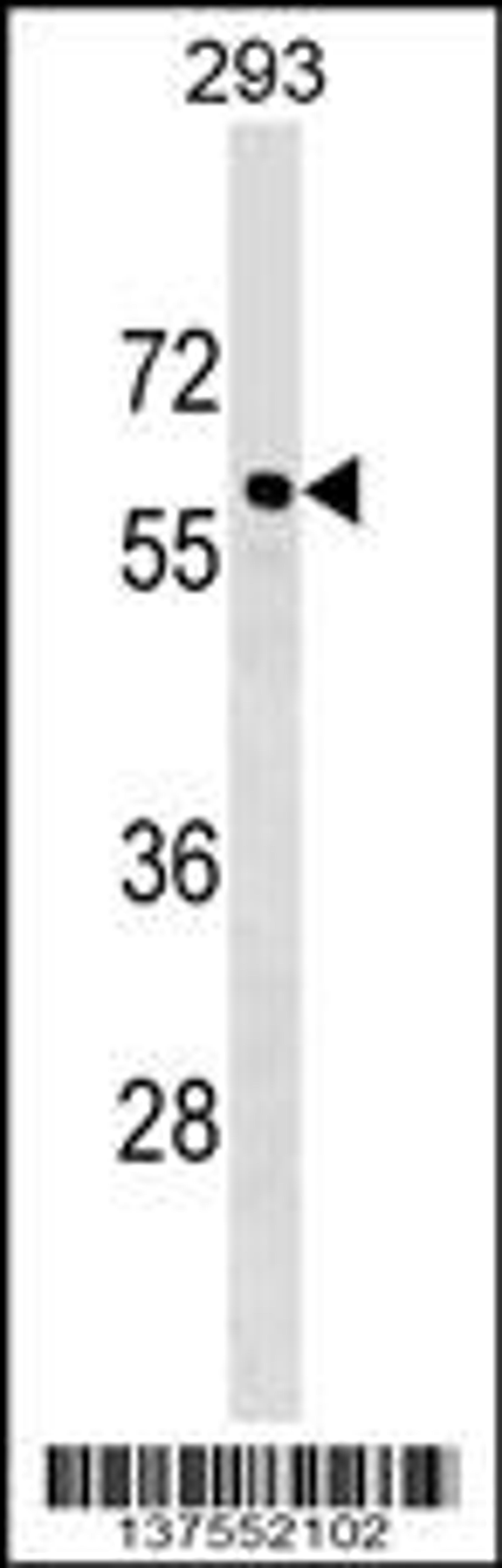 Western blot analysis in 293 cell line lysates (35ug/lane).