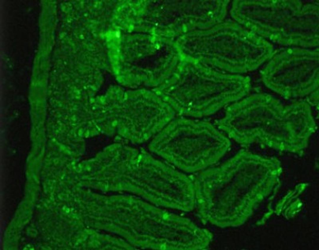 Immunohistochemistry-Paraffin: Somatostatin Receptor 2 Antibody [NB300-157] - Staining of paraffin embedded rat tissue.