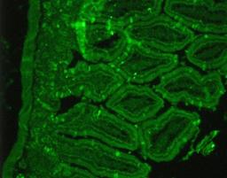 Immunohistochemistry-Paraffin: Somatostatin Receptor 2 Antibody [NB300-157] - Staining of paraffin embedded rat tissue.