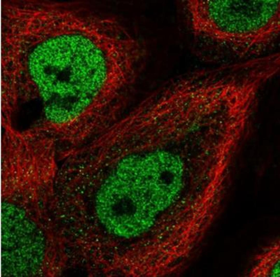 Immunocytochemistry/Immunofluorescence: Elf4/MEF Antibody [NBP2-33286] - Immunofluorescent staining of human cell line A-431 shows positivity in nucleus but not nucleoli. Antibody staining is shown in green.