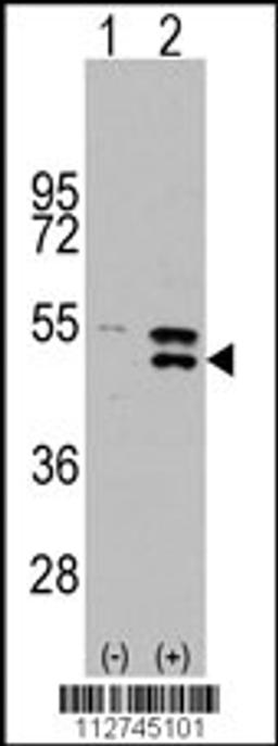 Western blot analysis of MAP2K5 using rabbit polyclonal MAP2K5 Antibody (S149).293 cell lysates (2 ug/lane) either nontransfected (Lane 1) or transiently transfected with the MAP2K5 gene (Lane 2).