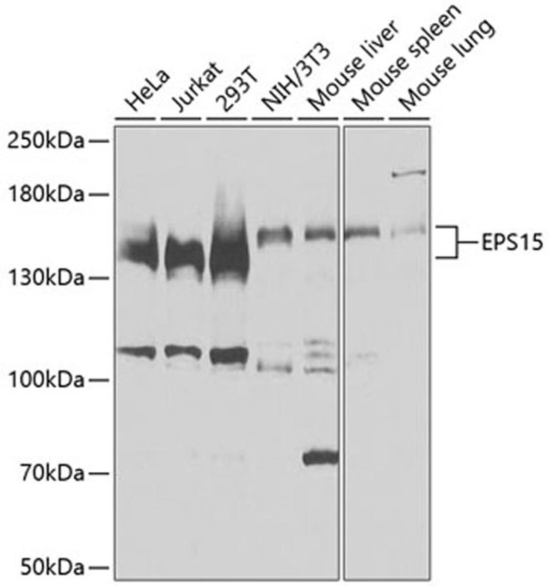 Western blot - EPS15 antibody (A9814)