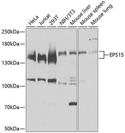 Western blot - EPS15 antibody (A9814)