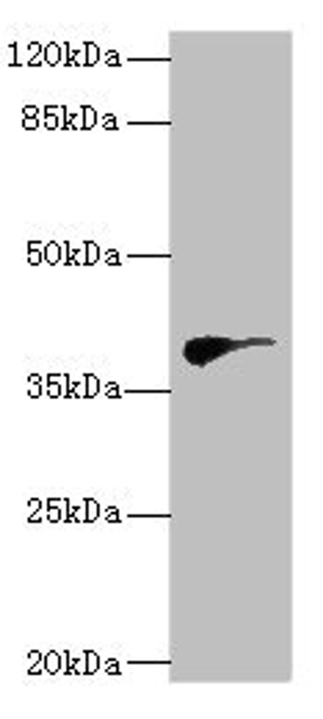 Western blot. All lanes: DHDDSantibody at 2.97ug/ml + Hela whole cell lysate. Secondary. Goat polyclonal to rabbit IgG at 1/10000 dilution. Predicted band size: 39, 35 kDa. Observed band size: 39 kDa.