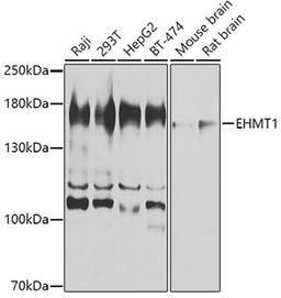 Western blot - EHMT1 antibody (A8513)