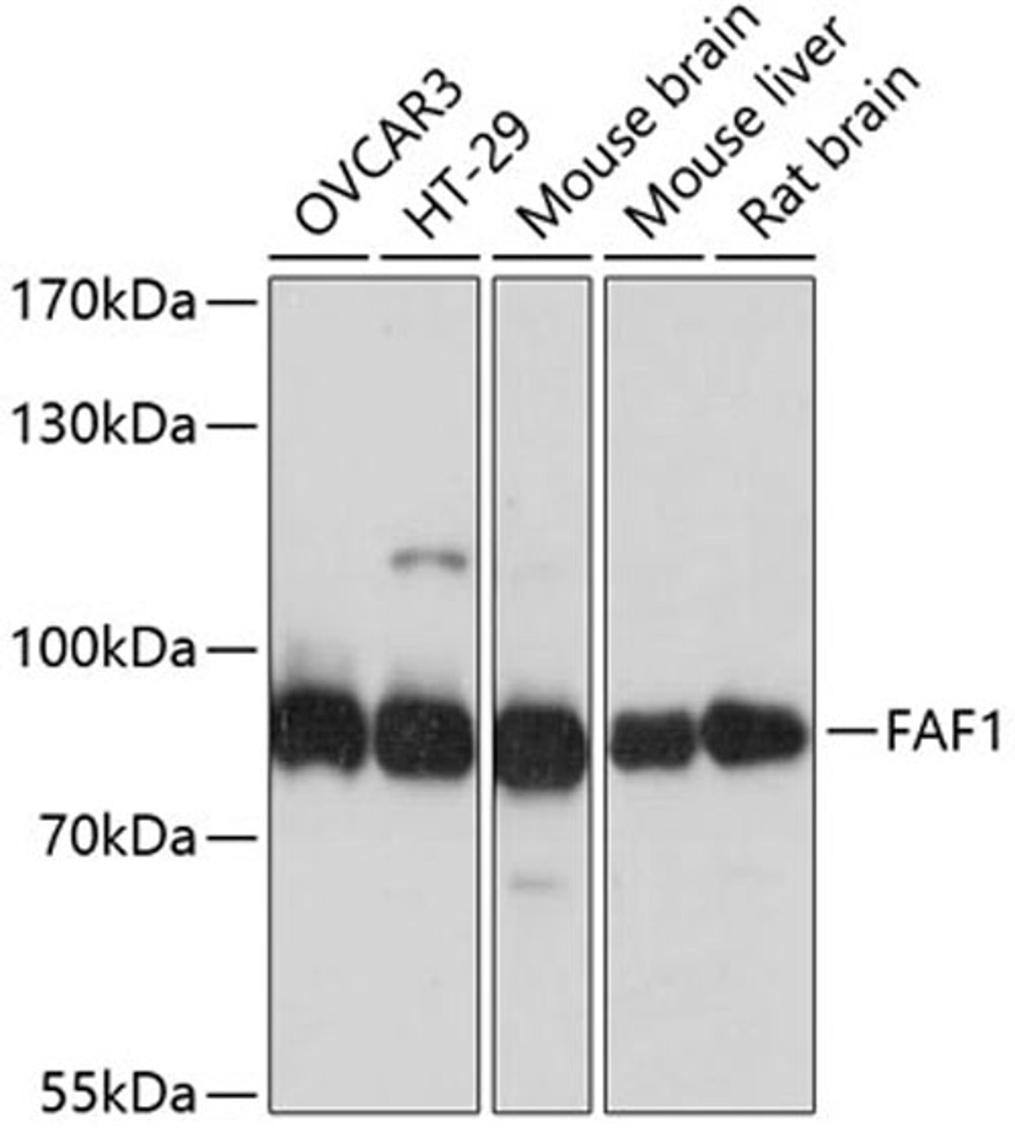 Western blot - FAF1 antibody (A2921)