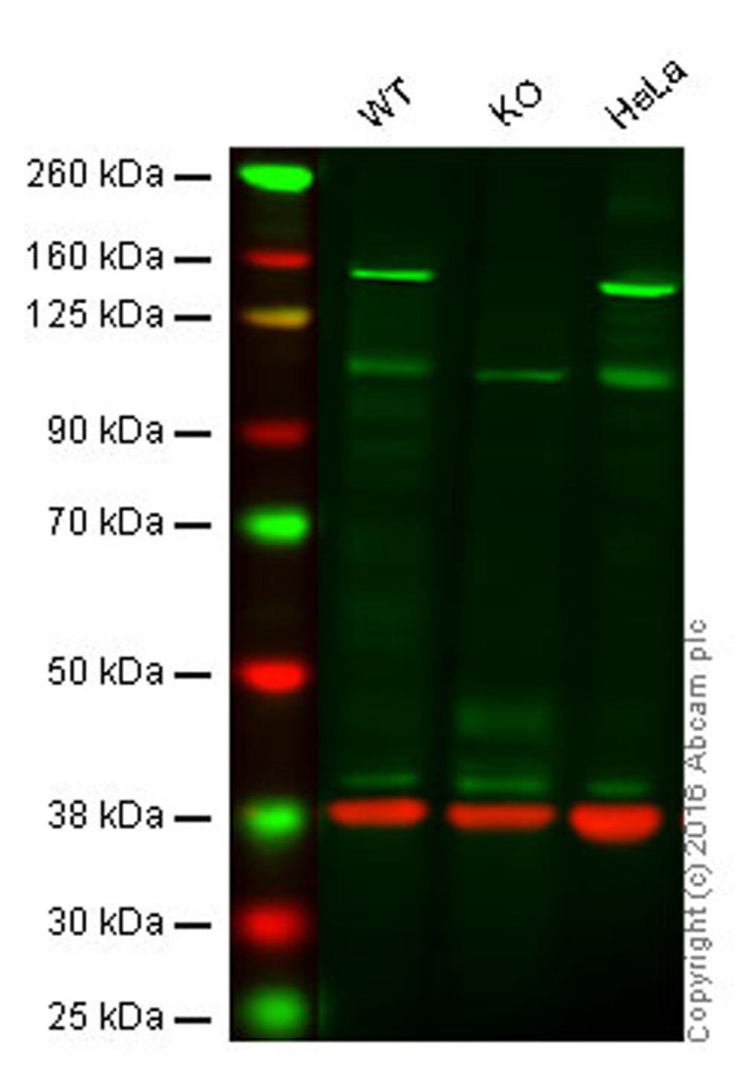 Western blot - Anti-Brd4 antibody [EPR5150(2)] (ab128874)