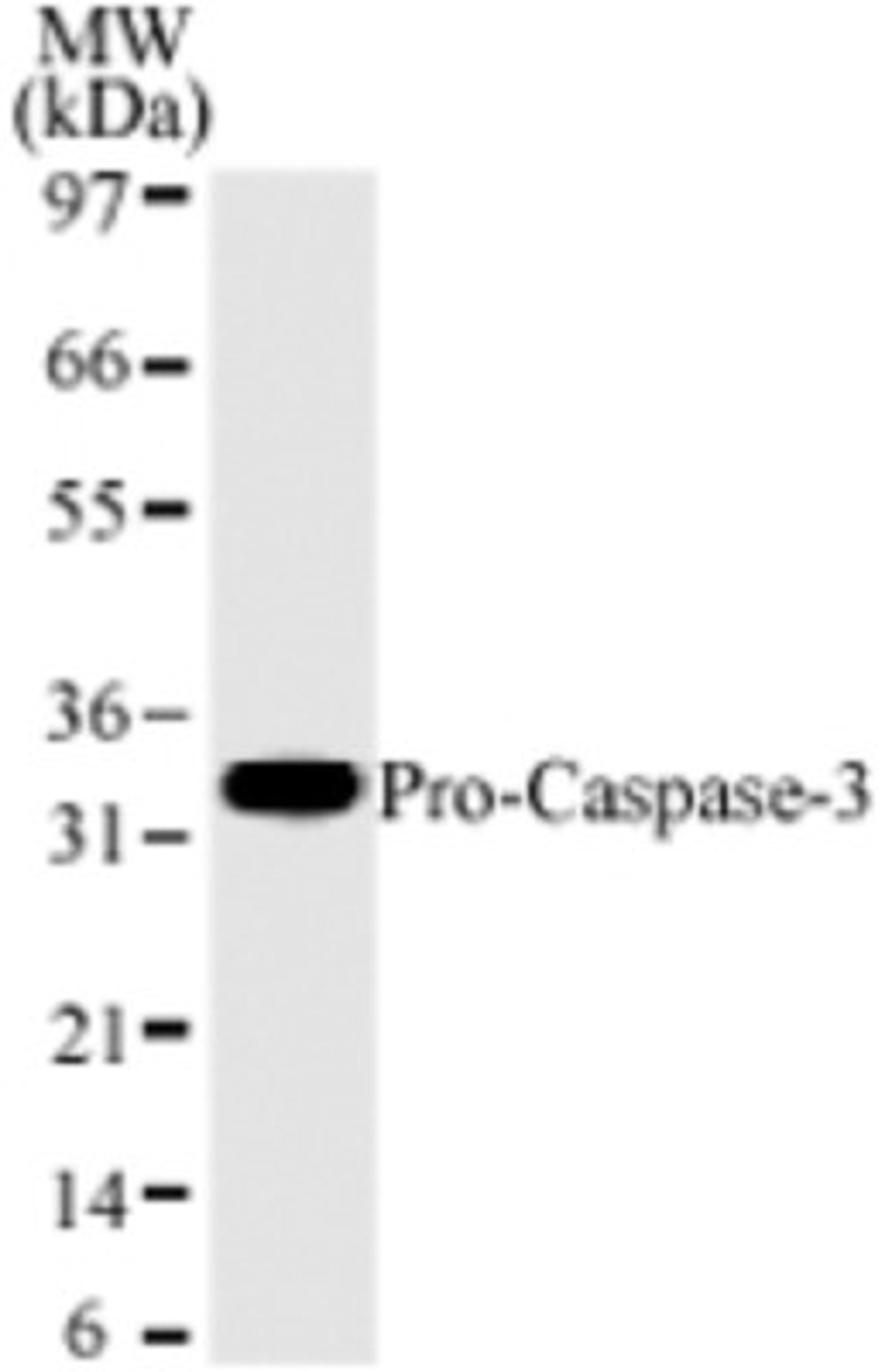 Western Blot: Caspase 3 Antibody (31A893) [NB100-56709] - Western blot analysis for human Caspase-3 using HL60 lysates with NB100-56709 at 2 ug/ml dilution. NB100-56709 only detects a 32 kD Caspase-3 corresponding to pro-Caspase-3.