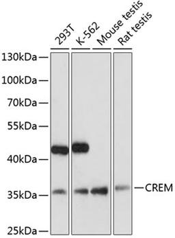 Western blot - CREM antibody (A5624)