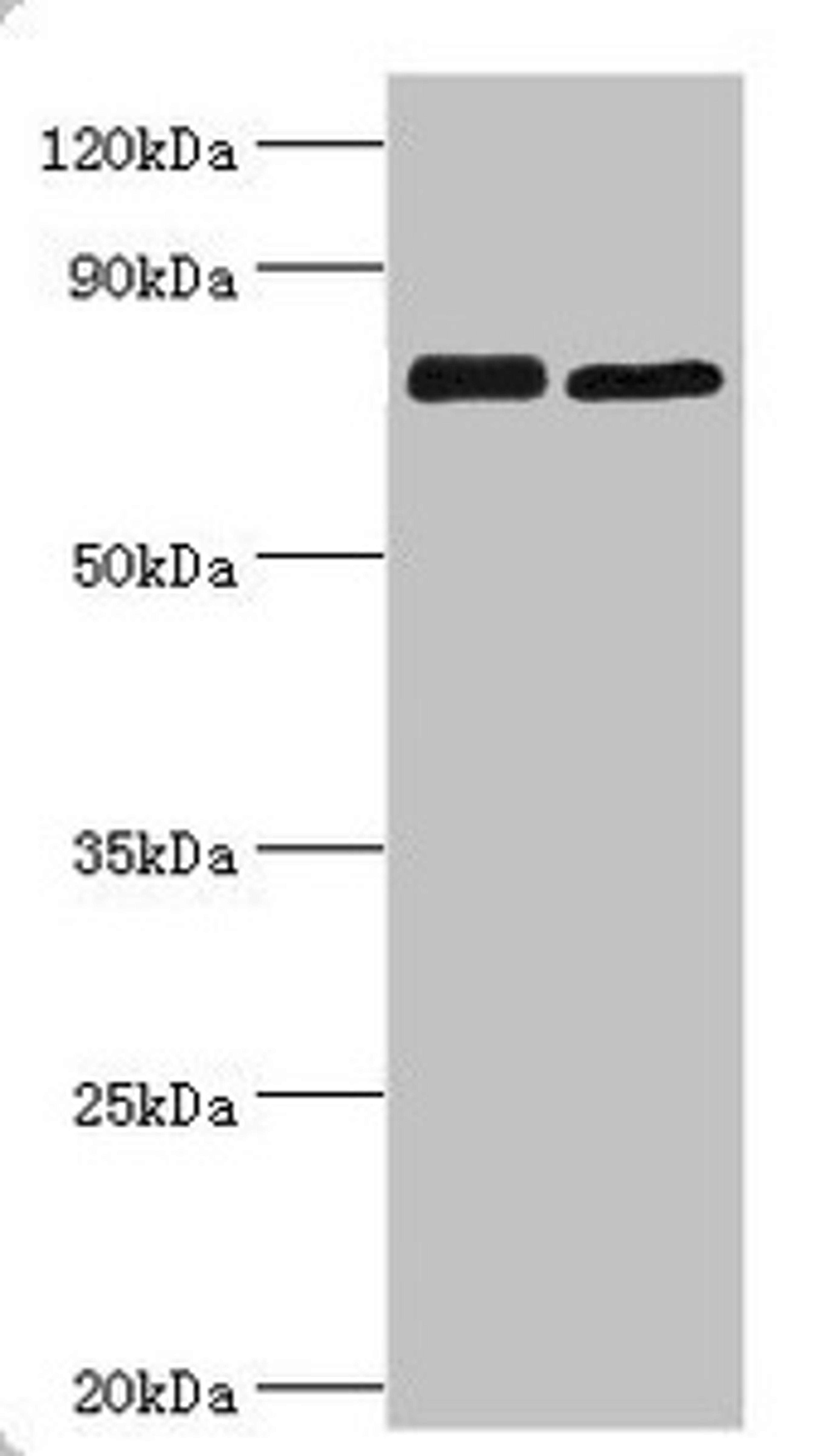 Western blot. All lanes: Double-strand break repair protein MRE11A antibody at 8ug/ml. Lane 1: 293T whole cell lysate. Lane 2: K562 whole cell lysate. Secondary. Goat polyclonal to rabbit IgG at 1/10000 dilution. Predicted band size: 81, 78, 82 kDa. Observed band size: 81 kDa. 