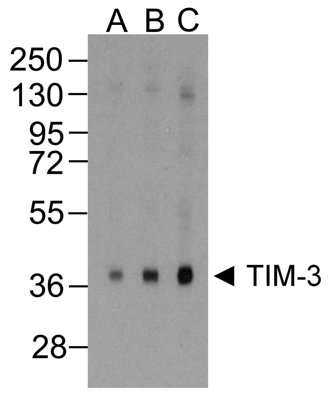 Western blot analysis of TIM-3 in overexpressing HEK293 cells TIM-3 antibody at (A) 0.25, (B) 0.5, and (C) 1 μg/ml