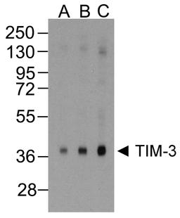 Western blot analysis of TIM-3 in overexpressing HEK293 cells TIM-3 antibody at (A) 0.25, (B) 0.5, and (C) 1 μg/ml
