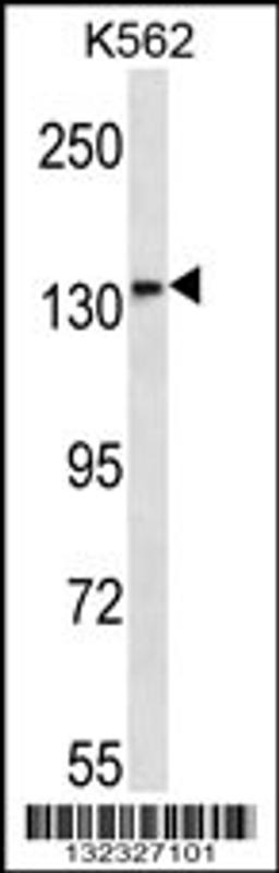 Western blot analysis in K562 cell line lysates (35ug/lane).