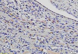 IHC-P of mouse kidney tissue using Fibrillin 1 antibody.