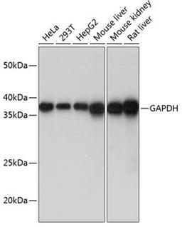 Western blot - GAPDH antibody (A19056)