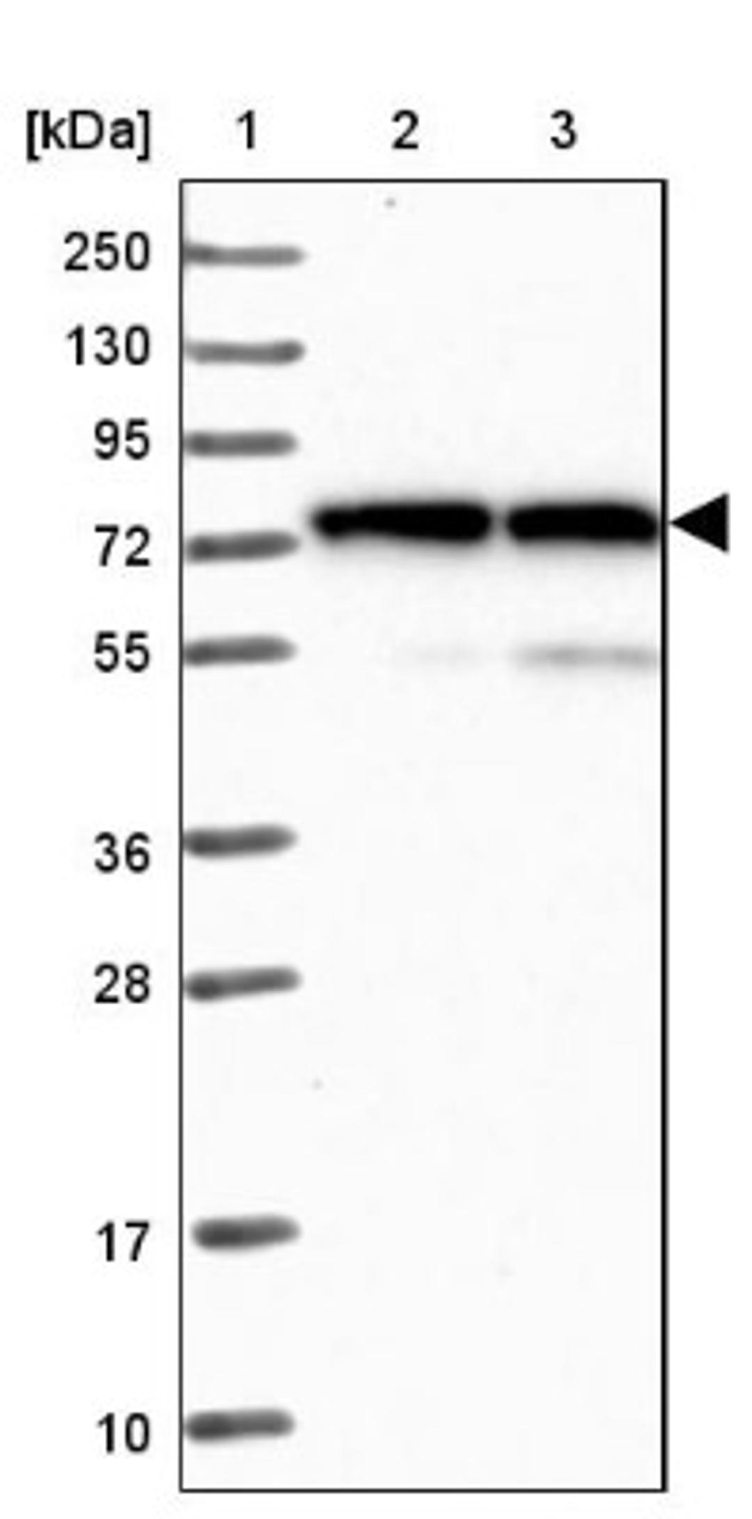 Western Blot: Lysyl tRNA synthetase Antibody [NBP1-87705] - Lane 1: Marker [kDa] 250, 130, 95, 72, 55, 36, 28, 17, 10<br/>Lane 2: Human cell line RT-4<br/>Lane 3: Human cell line U-251MG sp