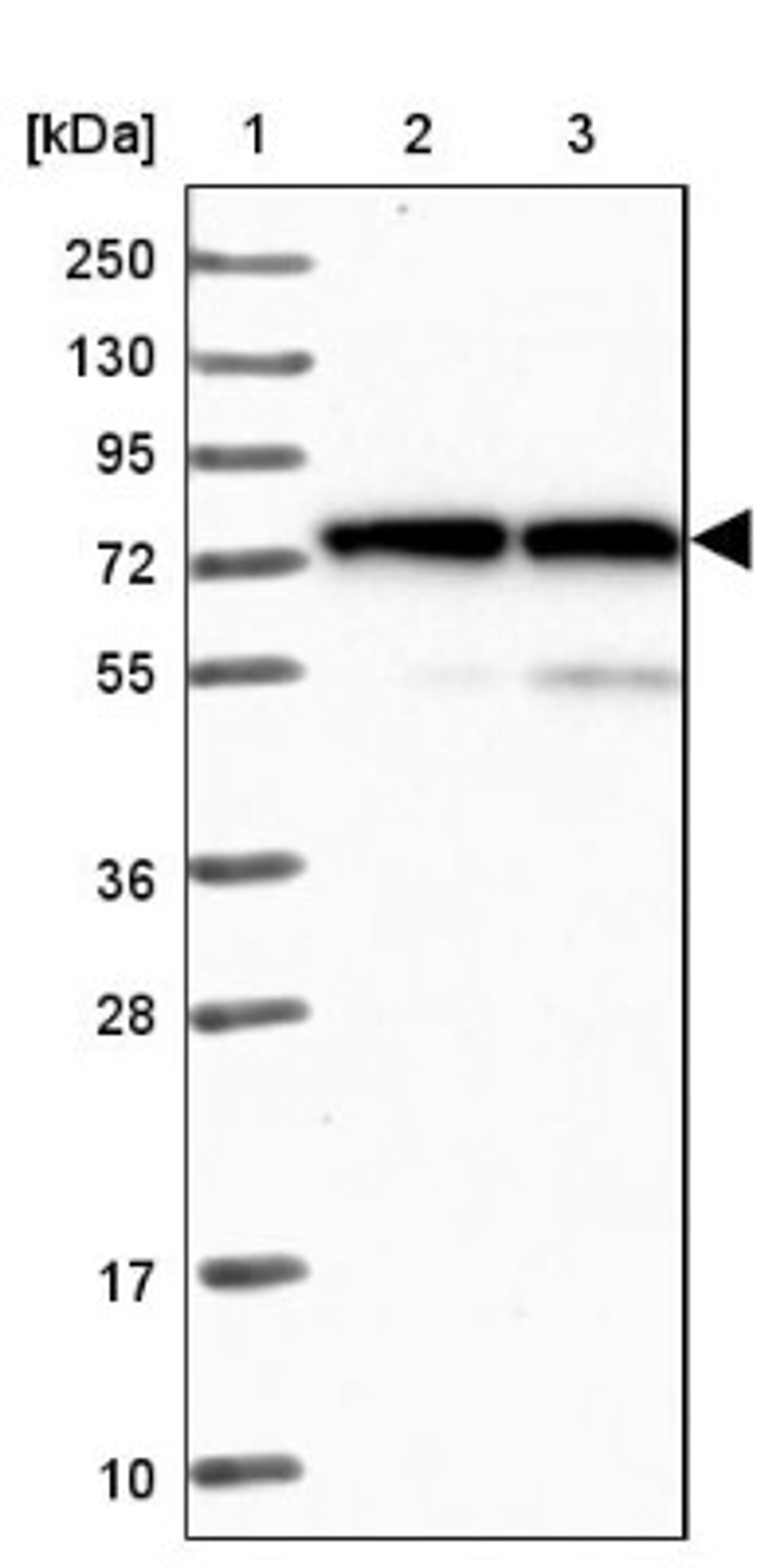 Western Blot: Lysyl tRNA synthetase Antibody [NBP1-87705] - Lane 1: Marker [kDa] 250, 130, 95, 72, 55, 36, 28, 17, 10<br/>Lane 2: Human cell line RT-4<br/>Lane 3: Human cell line U-251MG sp