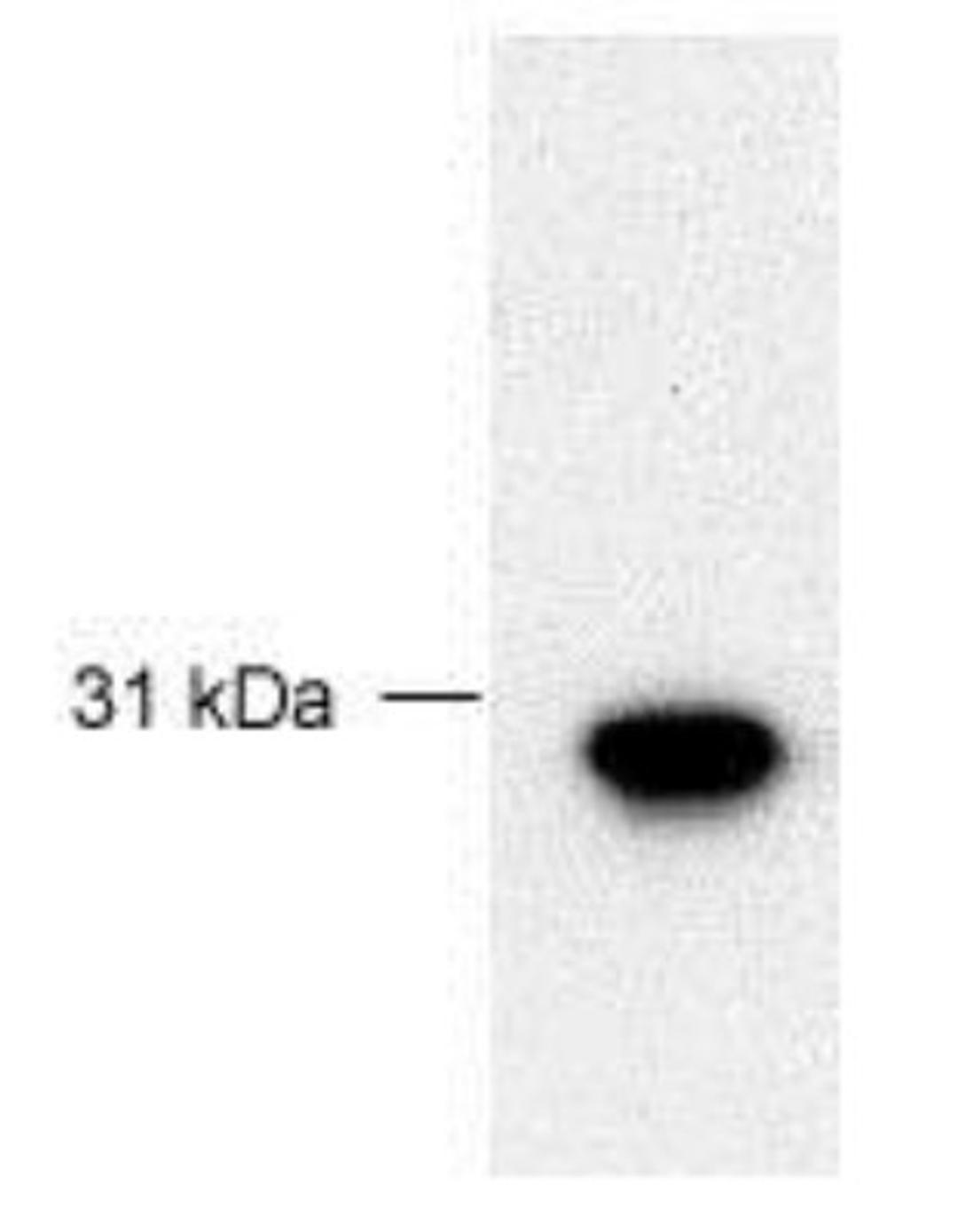 Western Blot: FBG4 Antibody [NB100-466] - Detection of 30 ug of recombinant  human full-length FBG4 using  NB 100-466.