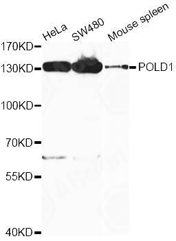 Western blot analysis of extracts of various cell lines using POLD1 antibody