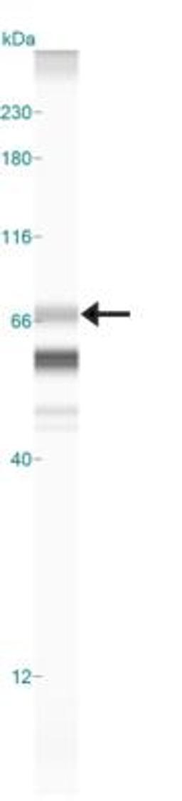 Simple Western: PRAME Antibody [NBP2-23670] - Simple Western lane view shows a specific band for PRAME in 0.2 mg/ml of MCF-7 lysate.  This experiment was performed under reducing conditions using the 12-230 kDa separation system.