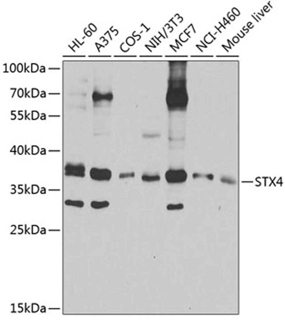 Western blot - STX4 antibody (A4133)